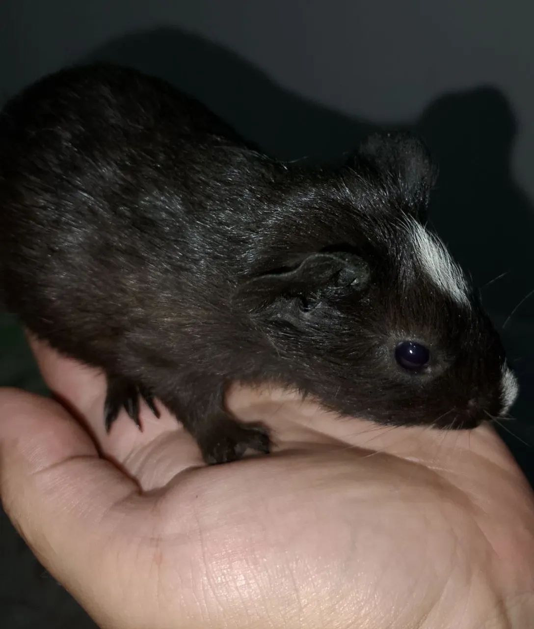 Filhotes de porquinho da índia black  - Foto 3