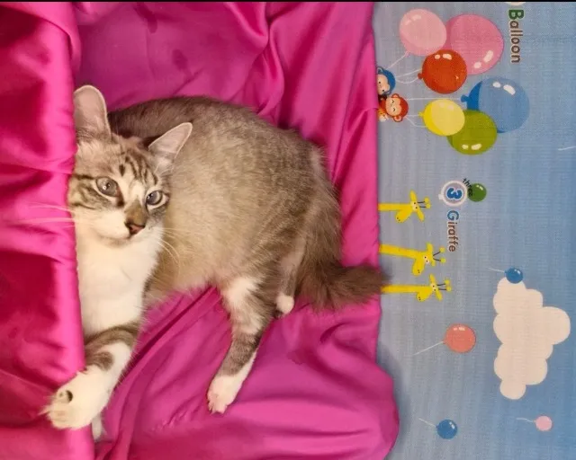 GATA PARA ADOÇÃO SARA