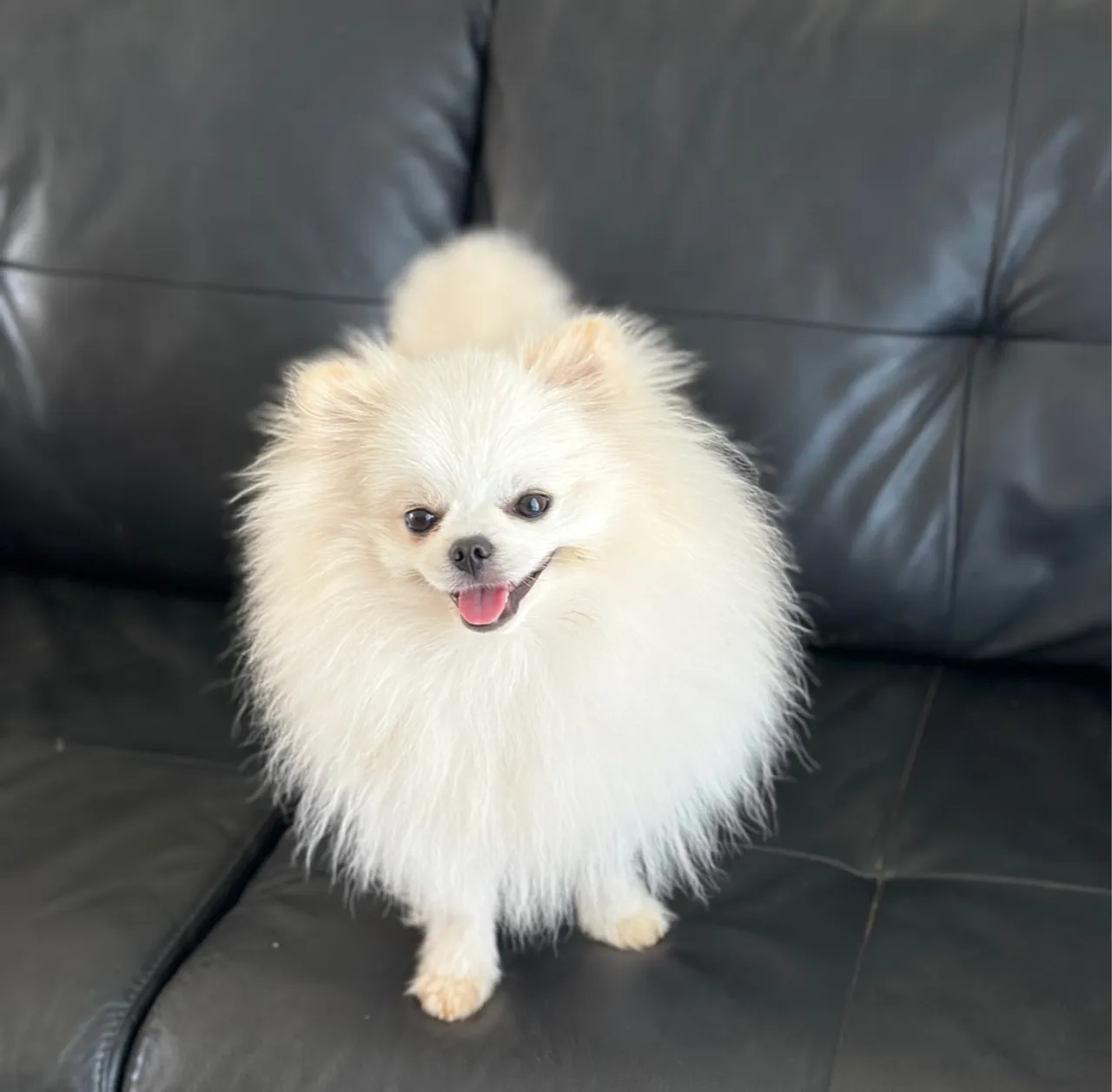 Lulu da pomerania filhote ursinhos