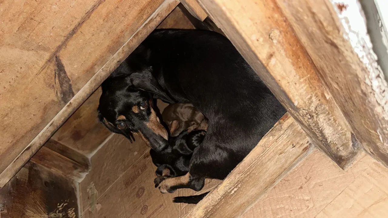 Vendo filhotes de cachorro salsicha 
