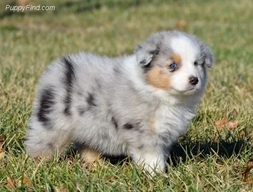 Border collie blue Merle - 51 dia