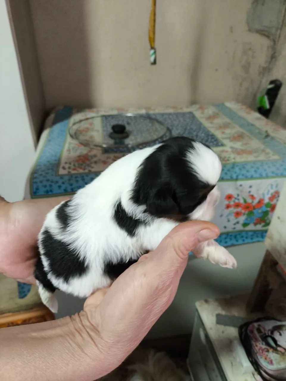 Femea de Shih Tzu Tricolor - Fofo e Charmoso!