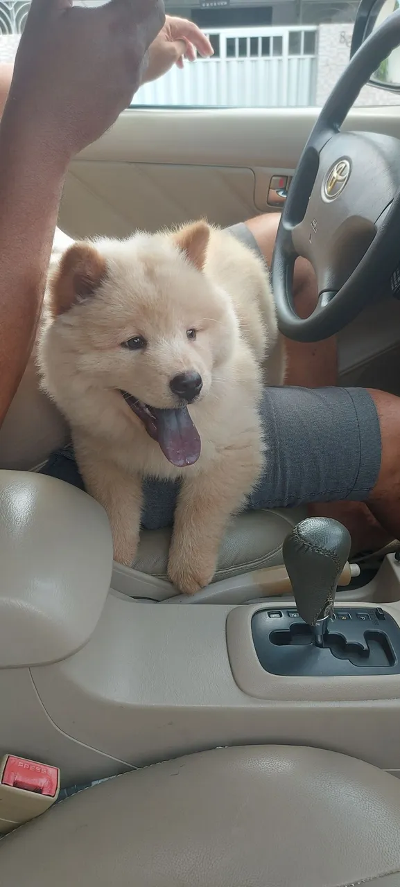 Chow Chow Filhote - Fofo e Companheiro