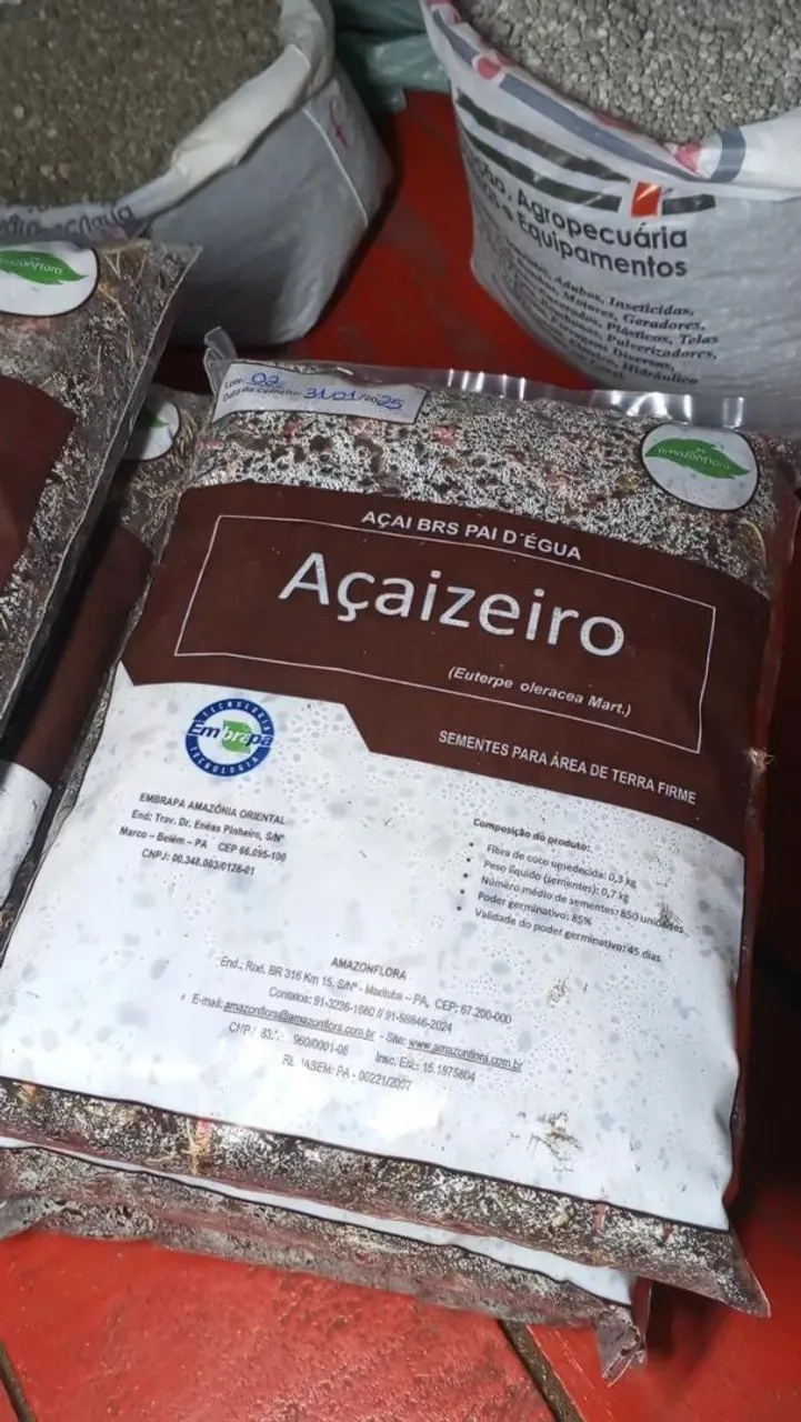 Sementes de Açai BRS Pai D'Égua