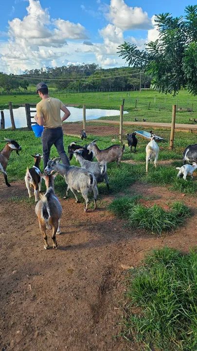 Linda Mini cabra a venda - Foto 3
