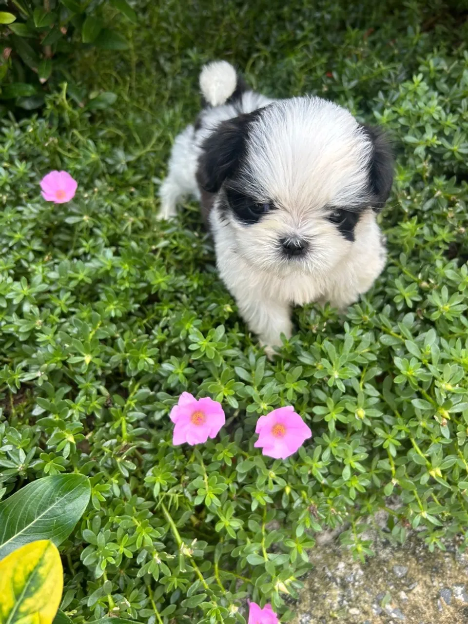 Shihtzu macho 5x sem juros 