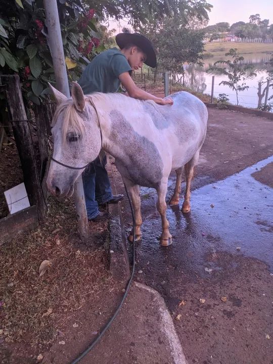Égua Piquira Pampa. - Foto 4