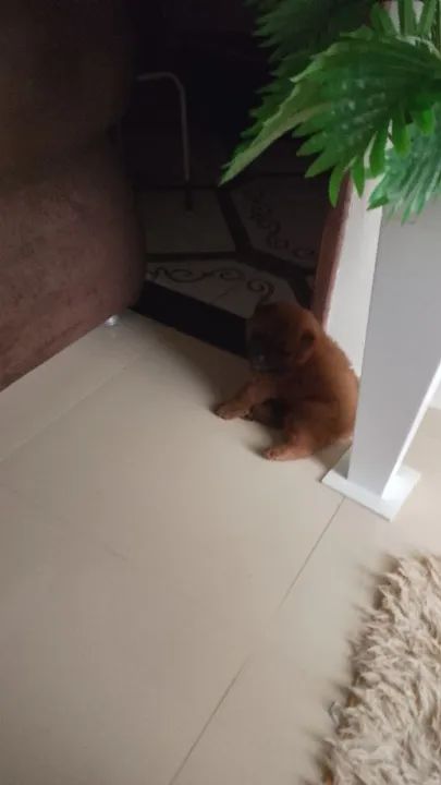 Filhote Chow-Chow - Foto 3