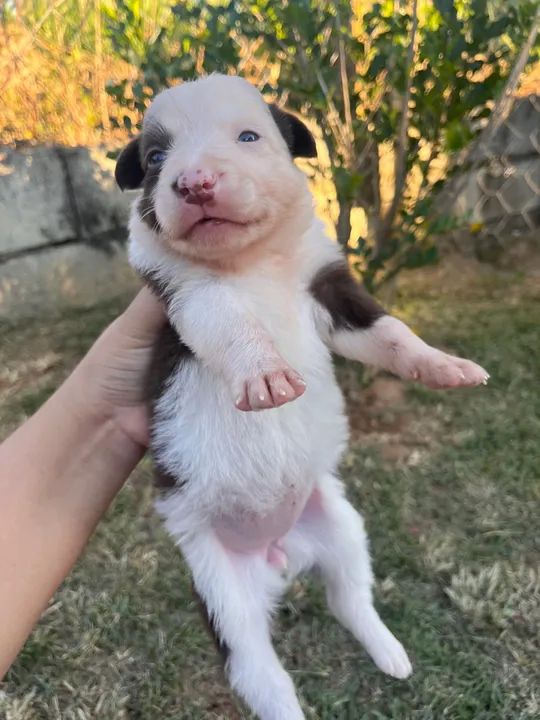 Boder collie  - Foto 4