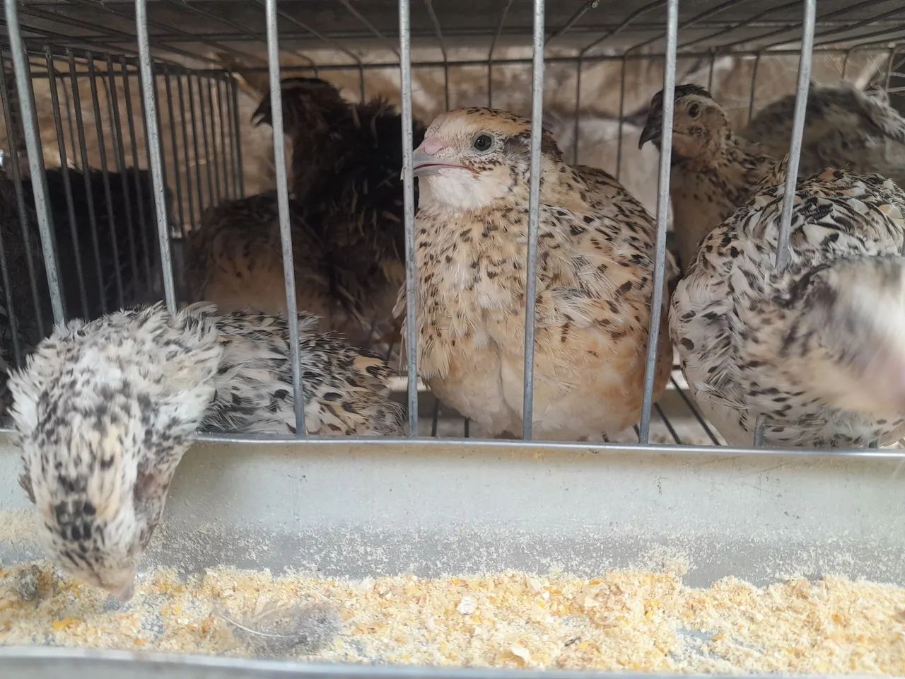 Codorna japonica - Foto 2