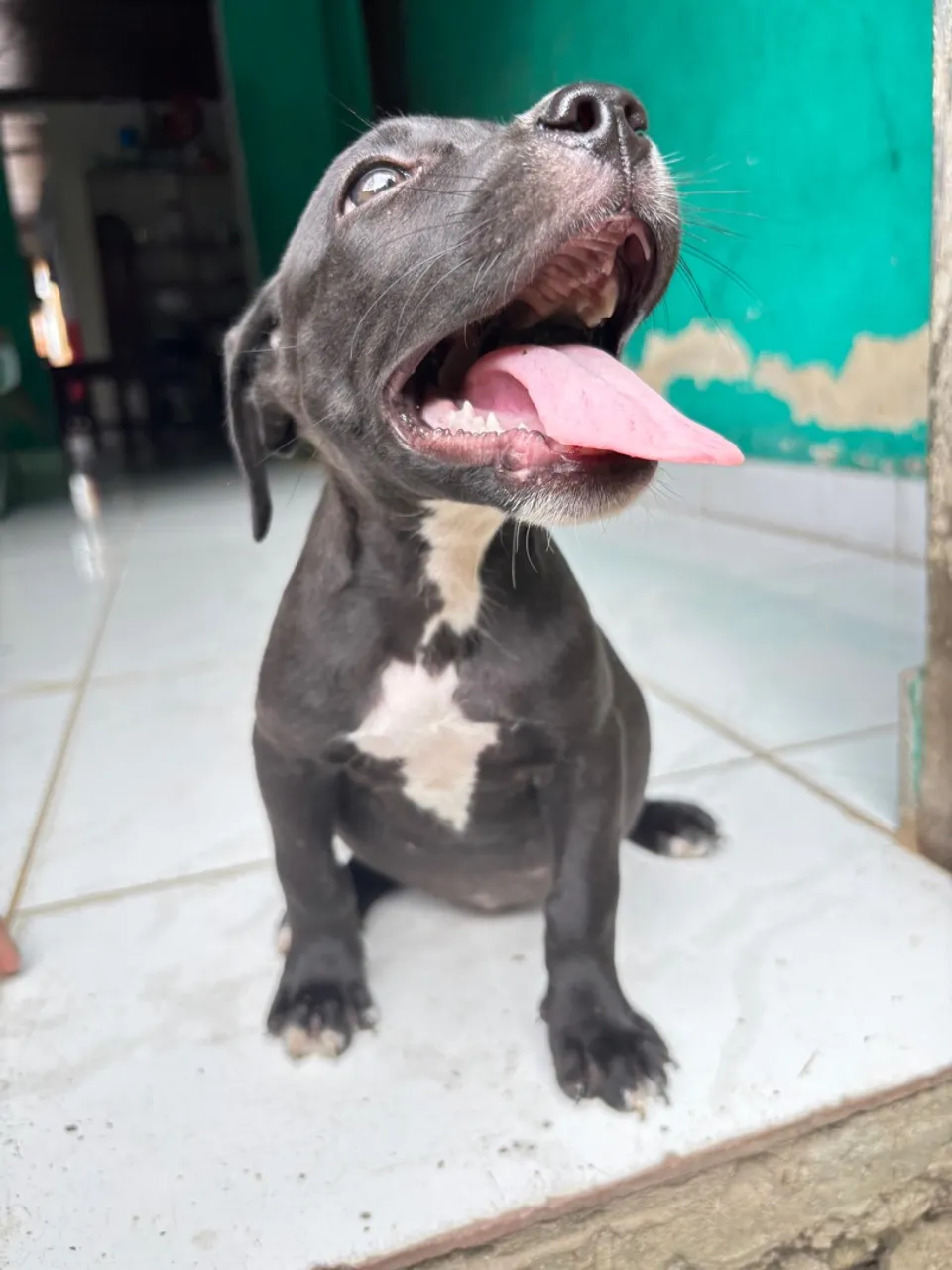 Filhote de Pitbull fêmea American bully