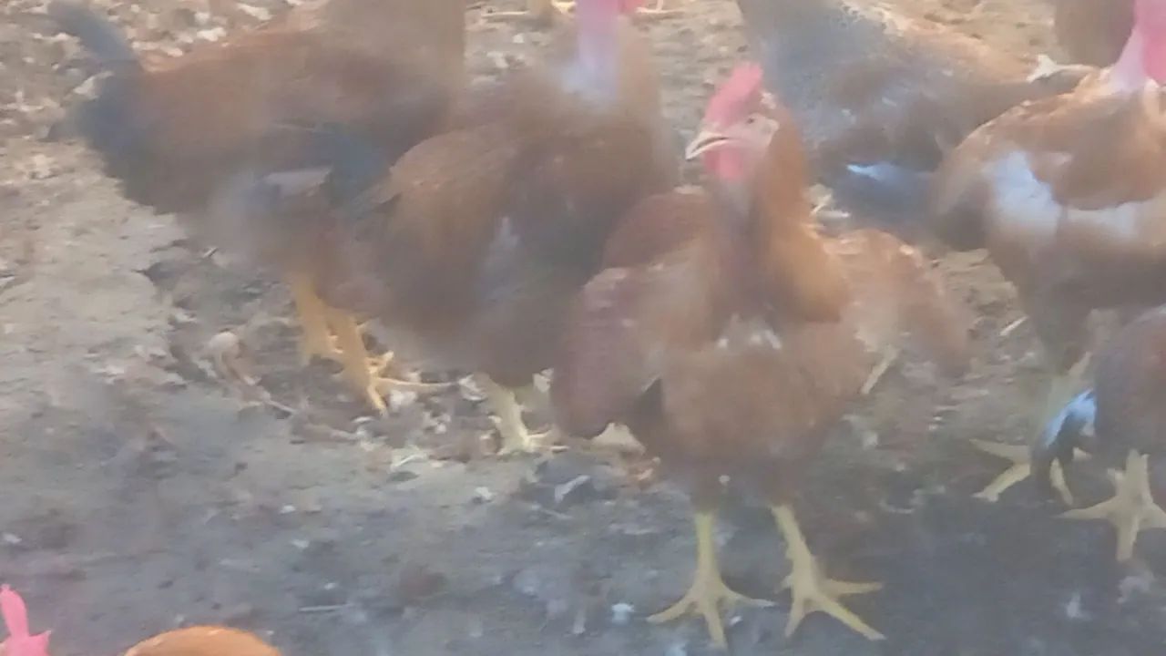 Frangos e frangas caipirão. 