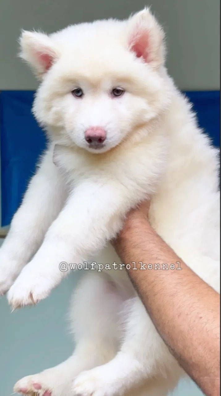 Husky Siberiano Wooly - Fêmea com Pedigree - Oferta Imperdível 