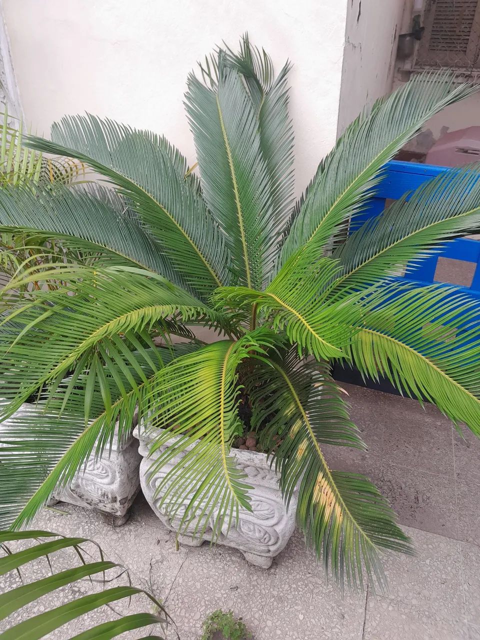 Vaso de planta com um Sagu grande - Foto 3