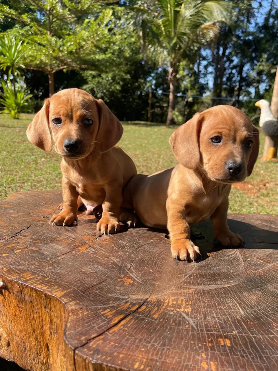 Filhotes de DACHSHUND
