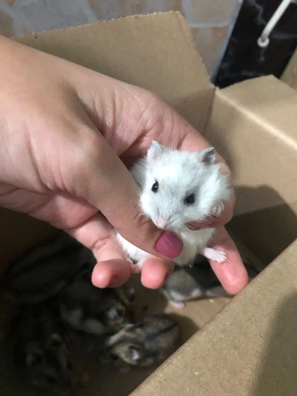 Hamster anão  russo - Foto 6