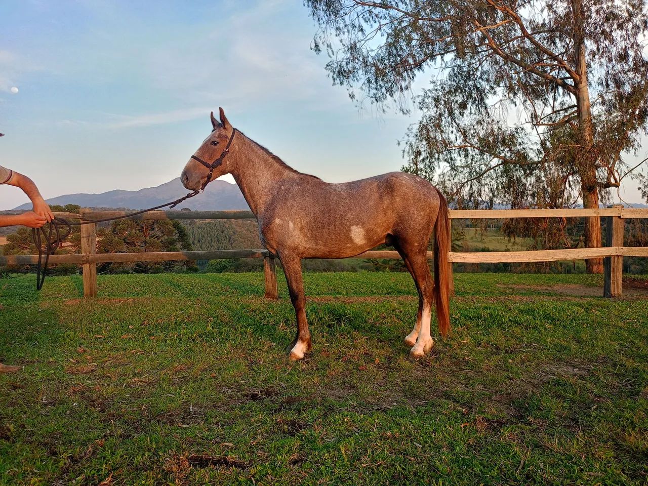 Cavalo Potro Castrado Mangalarga Marchador - Foto 4