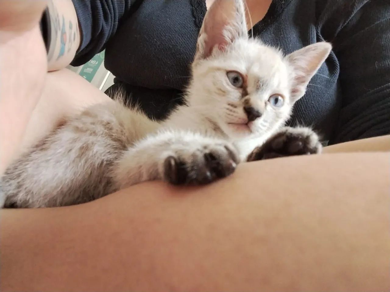 Bebê resgatado ADOTADO  - Foto 5