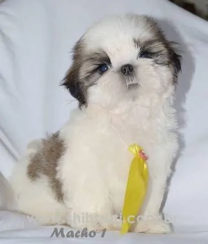 Shihtzu  doçura e comportados 