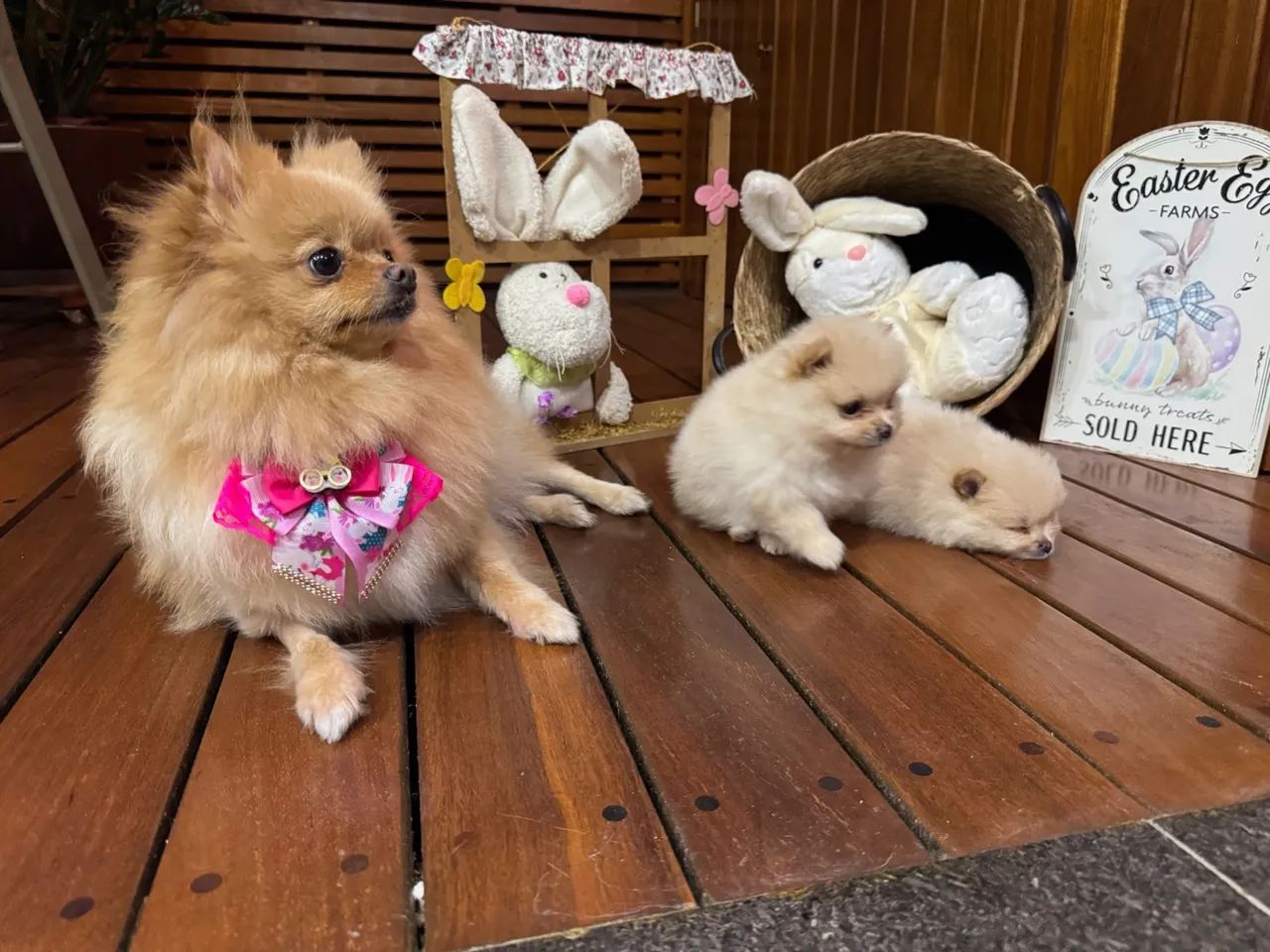 spitz alemão ANÃO (Lulu da pomerania ) - Foto 2