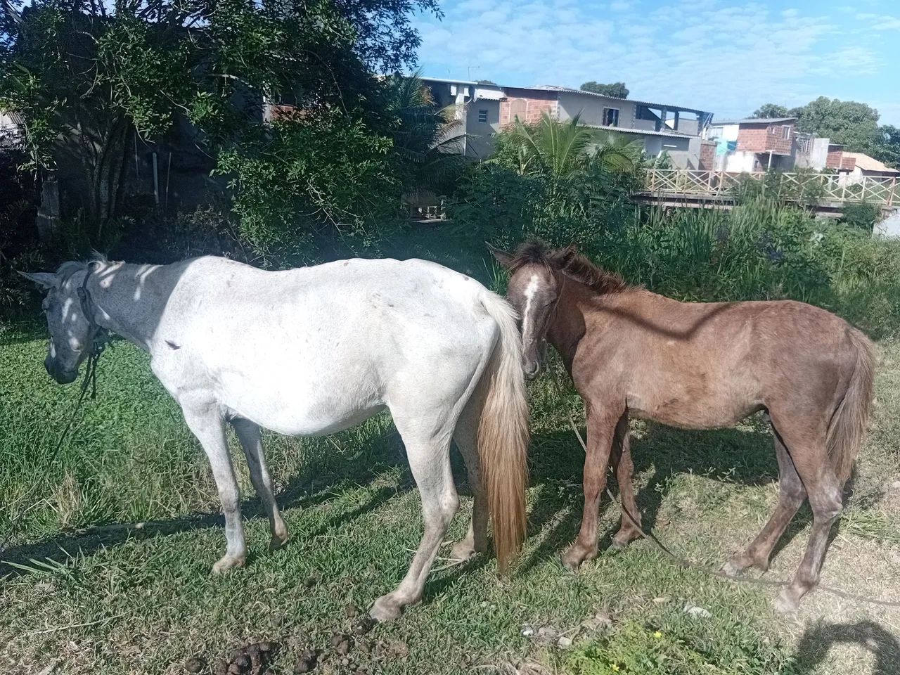 Vendo egua com poldo - Animais para agropecuária - Novo Horizonte  (Iguabinha), Araruama 1458916216 | OLX