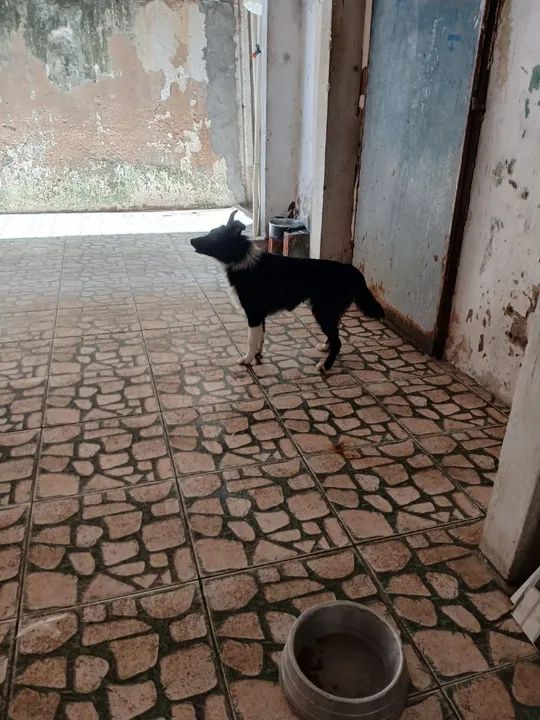 Cachorro Border Collie fêmea 6 meses  - Foto 3