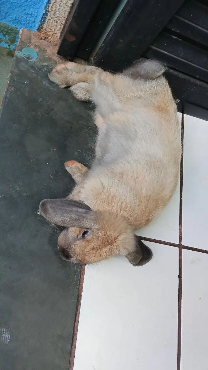 Coelho mini lop 120 dias já treinado, adora colo, carinho, atende pelo nome.  - Foto 3