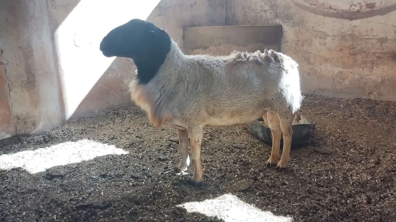 Carneiro dorper - Foto 4