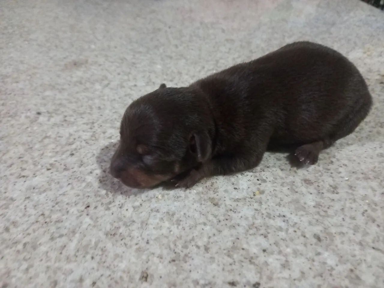 Filhote de pinscher 0 - Foto 2