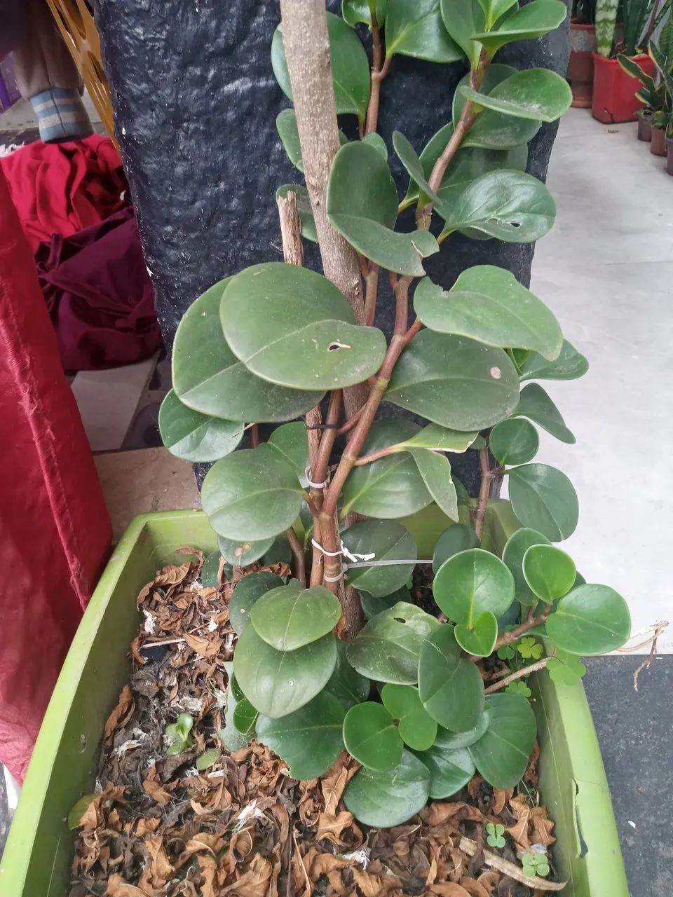 Plantas diversas  - Foto 3