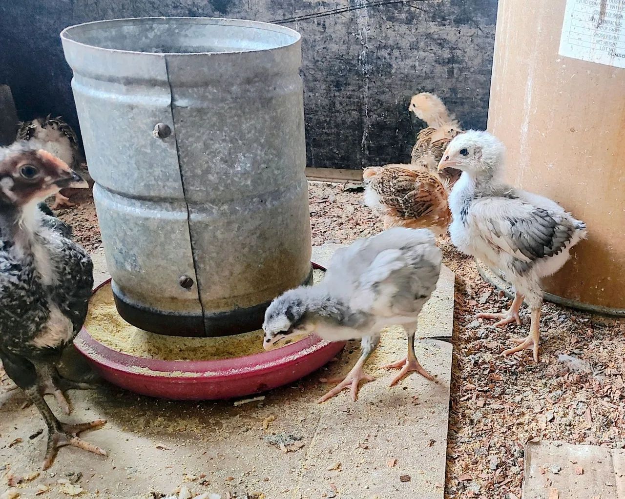Pintinhos GSB ( GALINHA SERTANEJA BALÃO ) - Foto 4