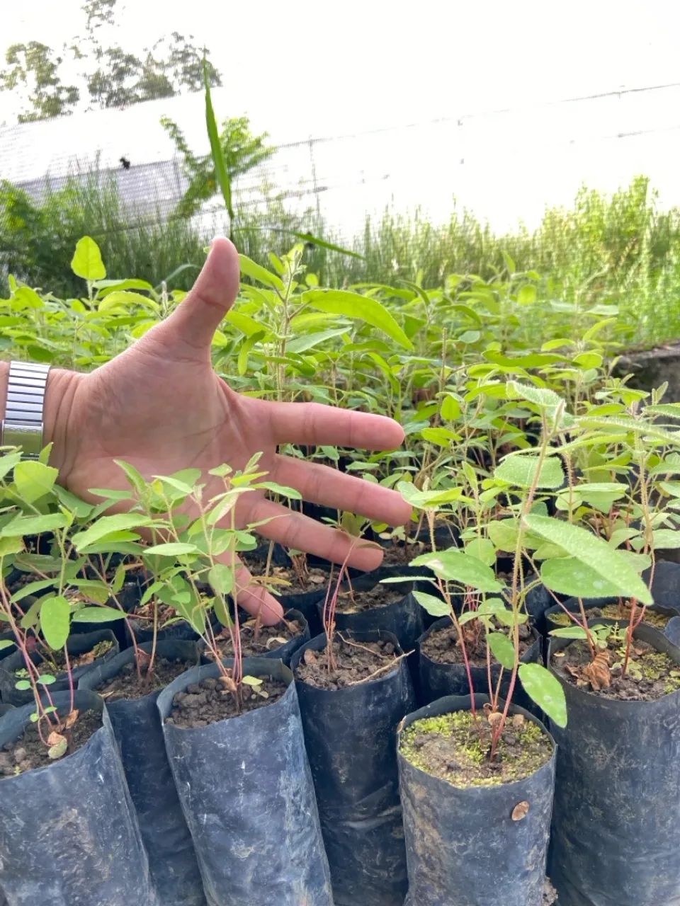 Muda de Eucalipto Citriodora (Cheiroso) - OPORTUNIDADE PLANTA - Foto 3