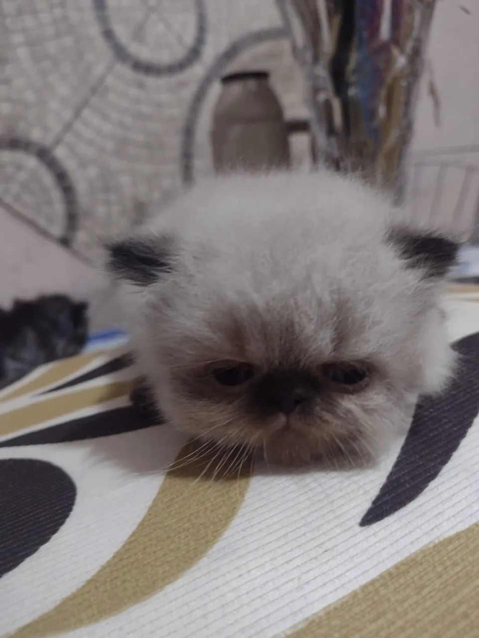 Gatinho himalaio macho 