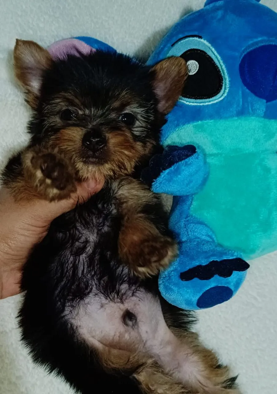 Yorkshire Terrier Macho