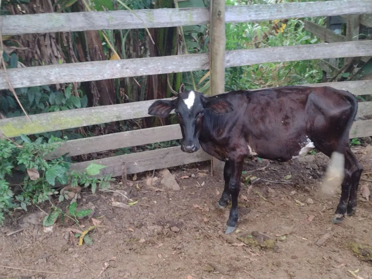 Vender se 4 bezerros  - Foto 2