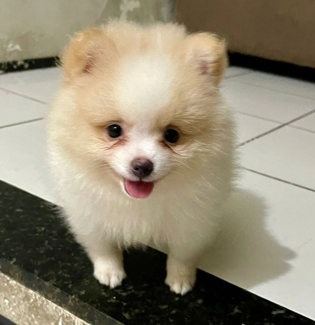 Filhote de Spitz Alemão 