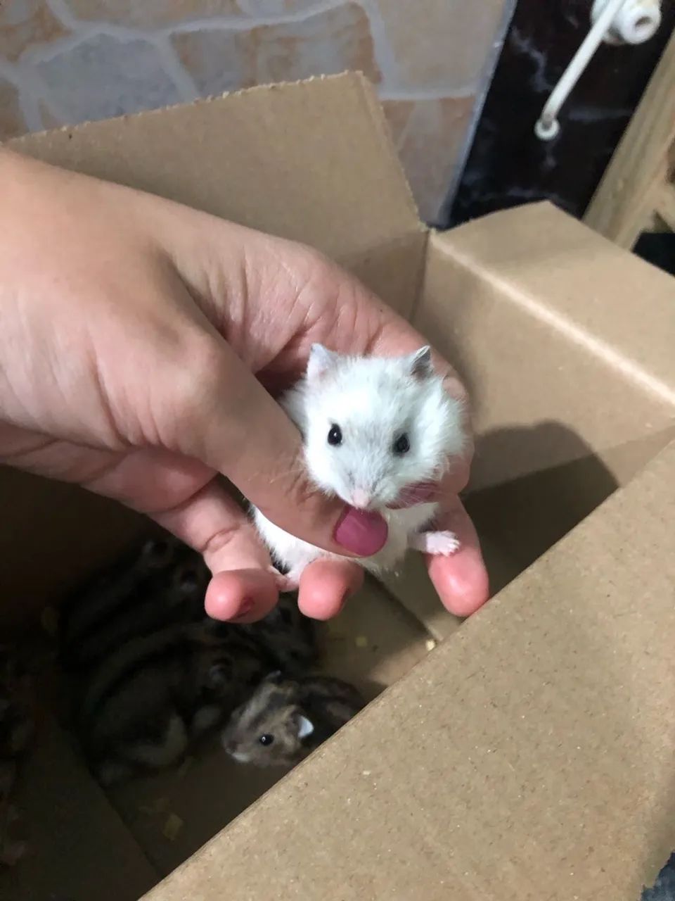 Hamster anão  russo - Foto 3