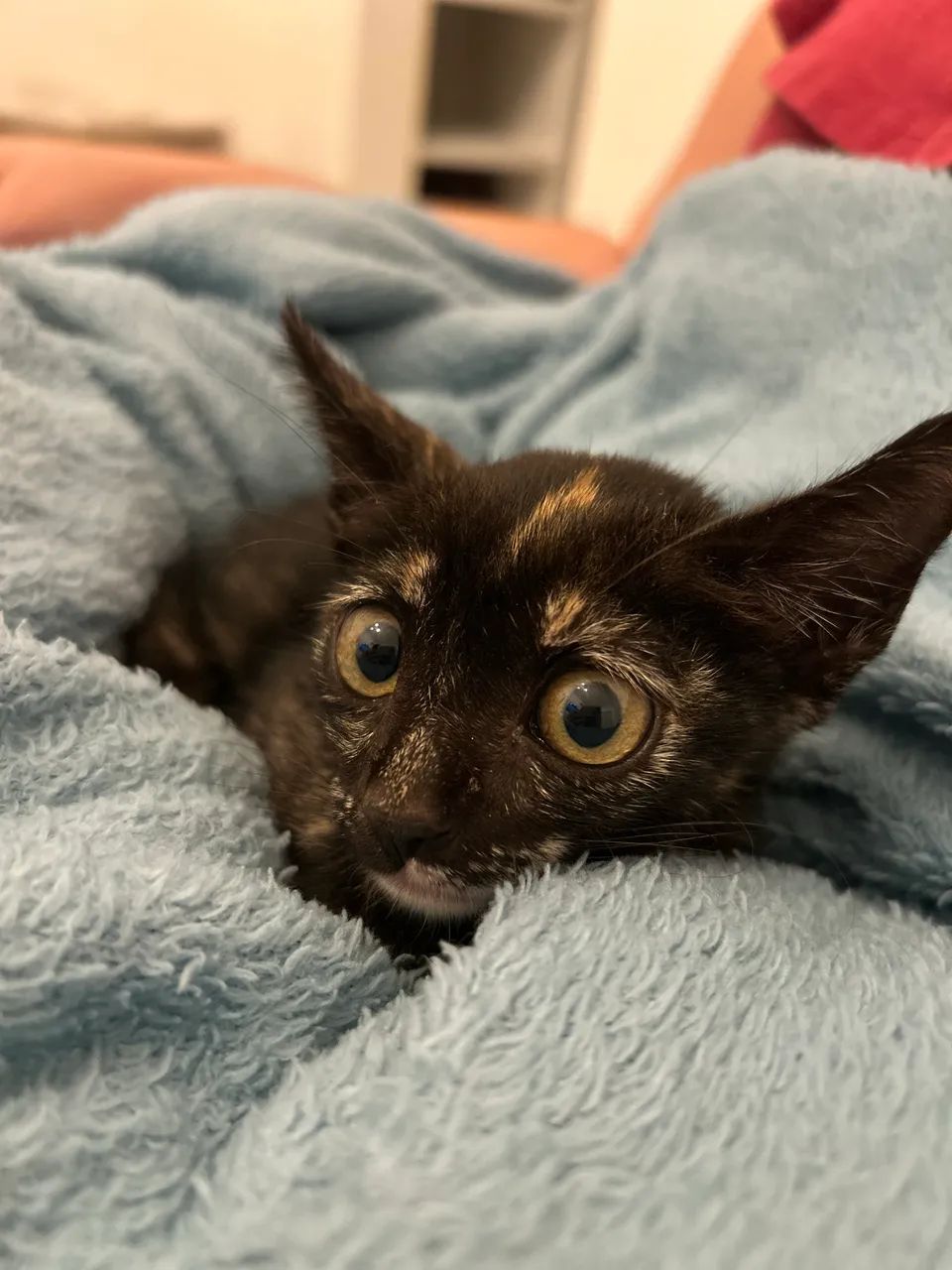 Doação de gatinha tricolor