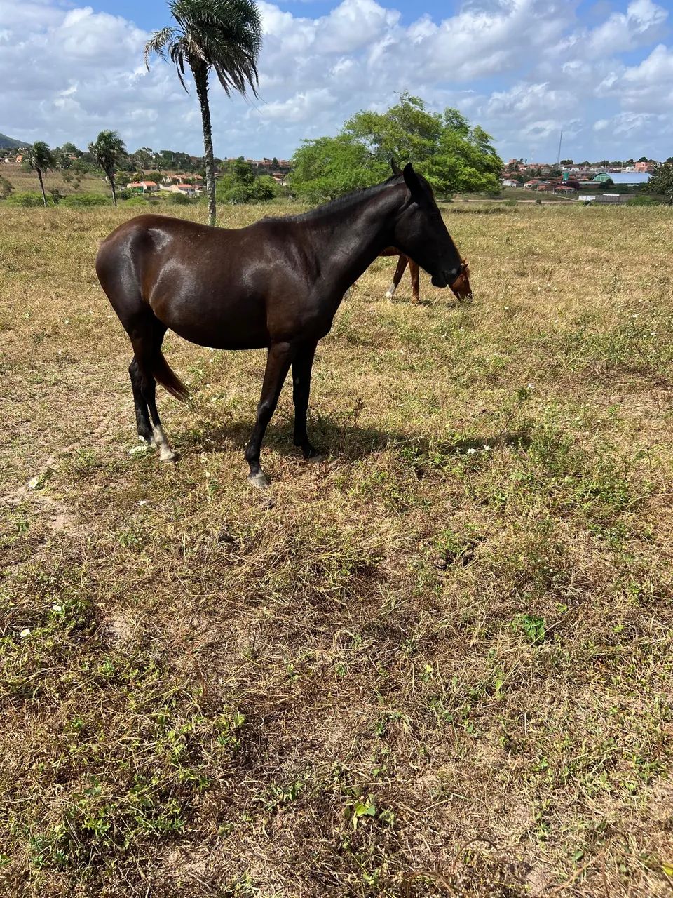 Vendo 2 anos Neta de Kadar  - Foto 5