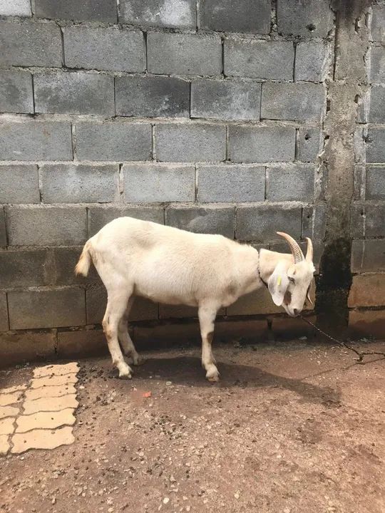 Cabrito castrado  e saudável para venda! Pensando em torno de 45 kilos  - Foto 4