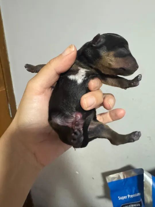 Pinscher Zero - Foto 3