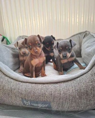 Filhotes de Pinscher disponíveis fêmeas e machos  - Foto 2