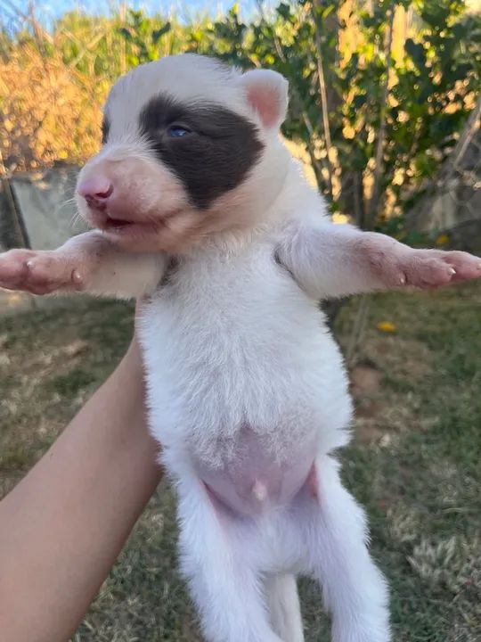 Boder collie  - Foto 3