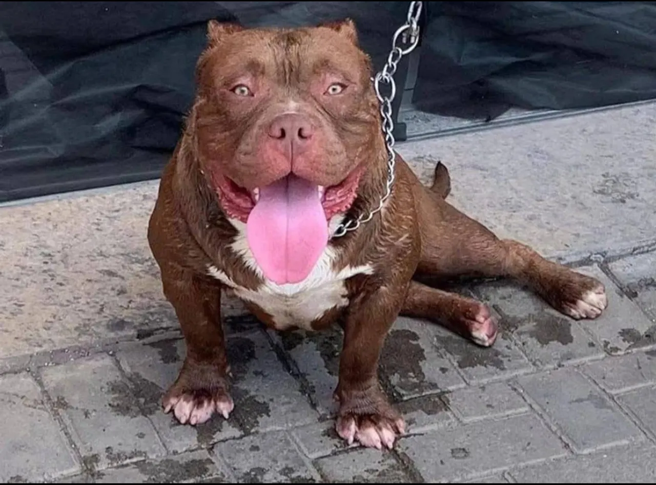 American bully