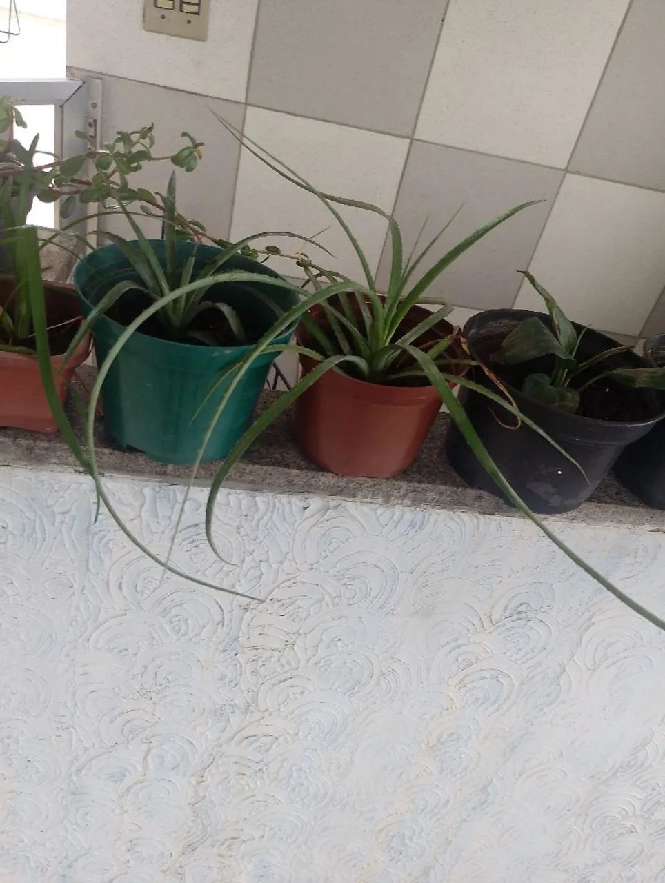 Mudas diversas 5 mudas - Foto 3