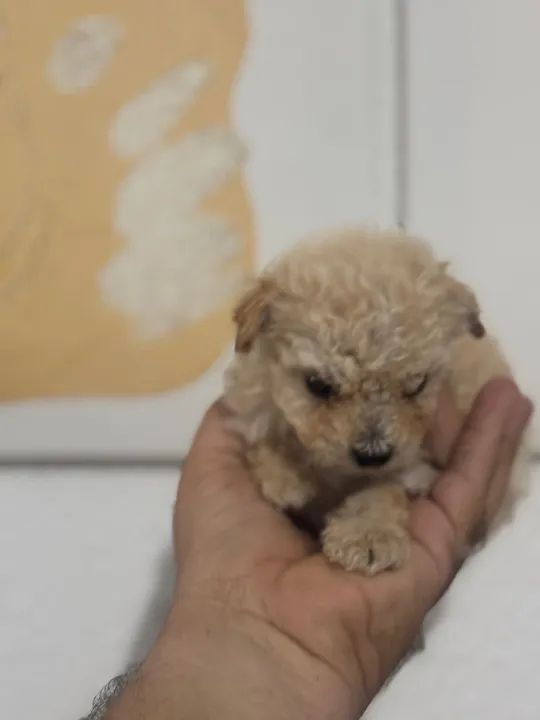 Filhote de Poodle tou 300 gramas - Foto 2