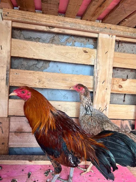 Bankiva ovos galados - Foto 2