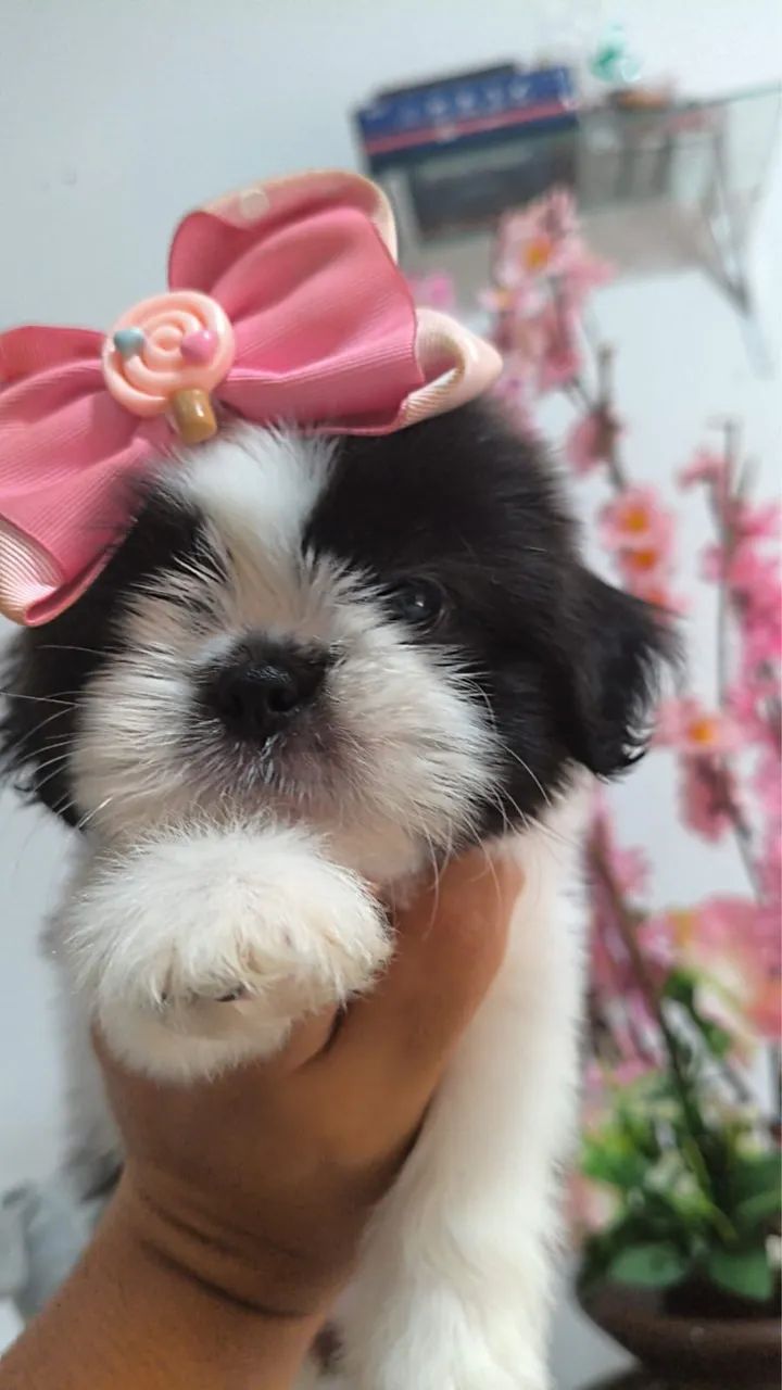shih-tzu fêmea branca e preta com 64 dias vacinada 