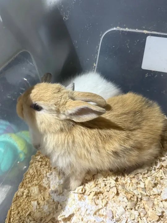 Mini coelho  - Foto 2