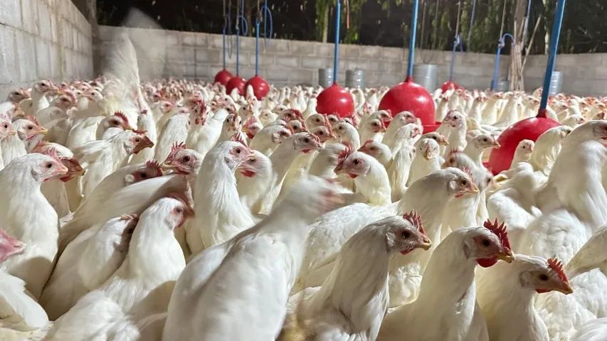 Granja Vivendas - Frangas Isabrown - Dekalb White - Novogen Tinted - Foto 4